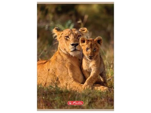 Zeszyt Herlitz Animals A5 w kratkę 32 kartkowy lwy